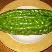 bitter cucumber